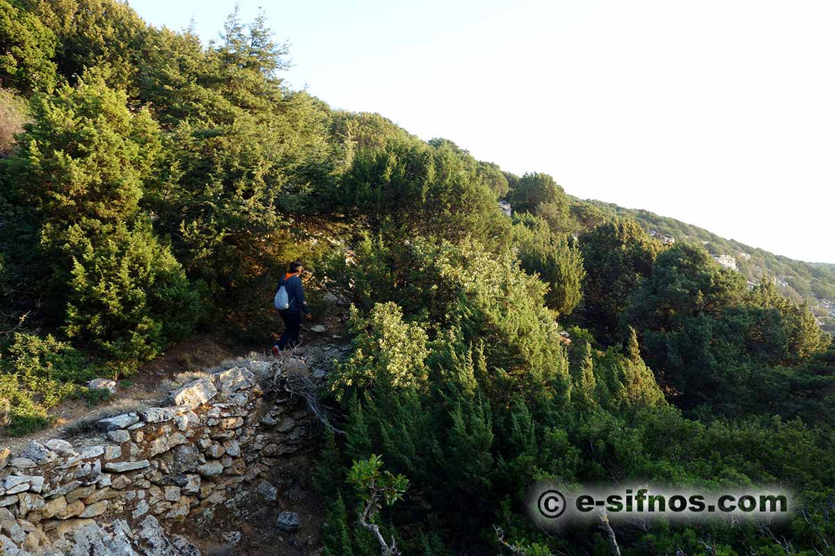 A trail in Natura area with junipers