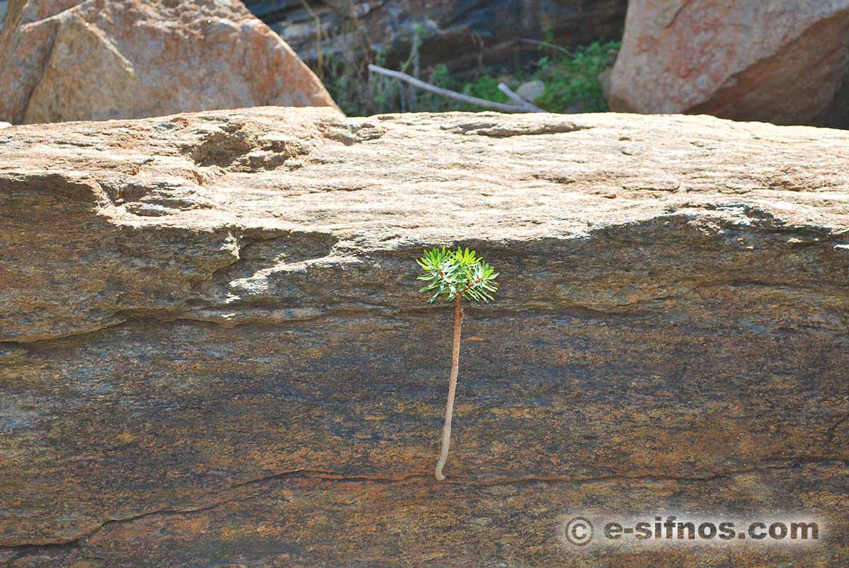 A bush plant comes out from a rock