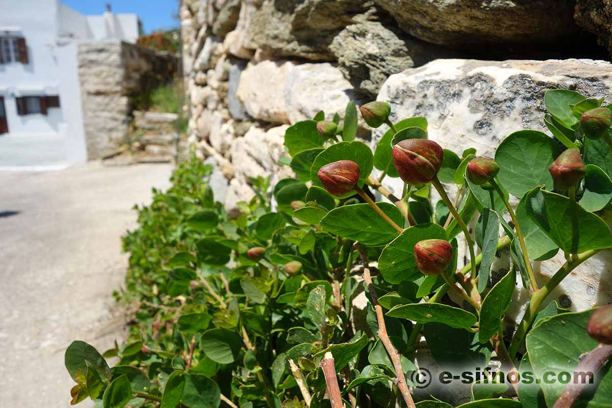 Caper, a plant that you can find everywhere in Sifnos
