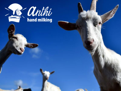 Anthi Hand Milking, Animal Farm, Sifnos