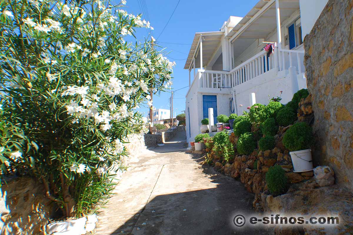 Rock-garden with basils in Cheronissos