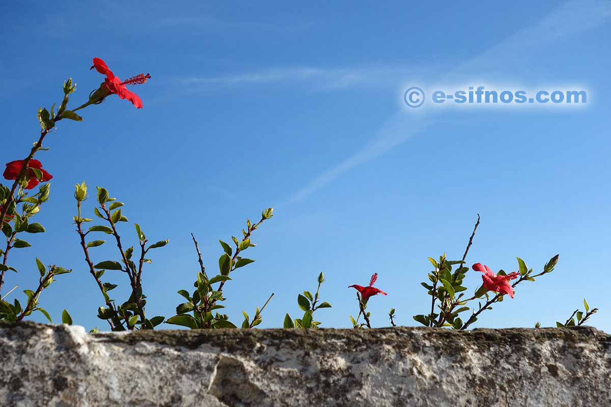 Blooming hibiscus in the village of Agios Loukas
